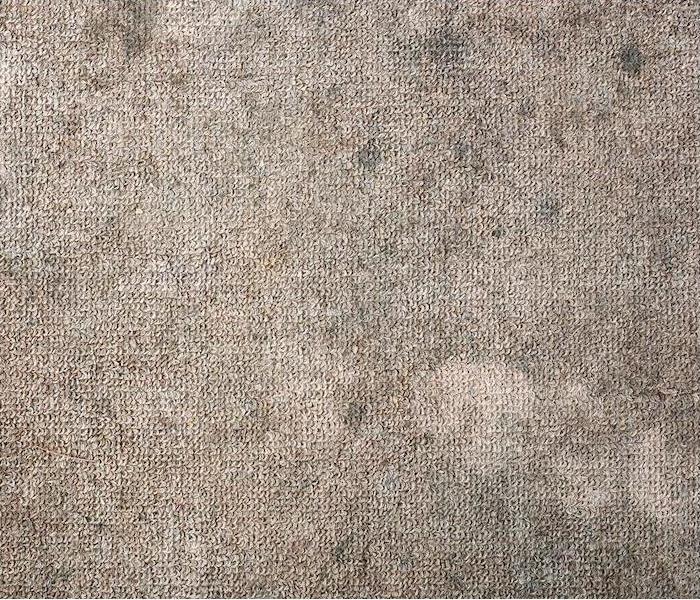 Moldy carpet